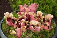 Sarracenia purpurea ssp. venosa - Carnivorous pitcher plant