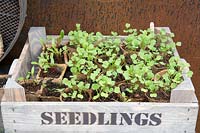 Rocket and Chard seedlings growing in recycled cardboard pots in wooden seedling box, Hillier Nurseries stand RHS Chelsea Flower Show, 2018. 