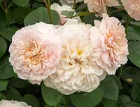 Rosa 'Emily Bronte' new variety introduced Chelsea Flower Show 2018 David Austin