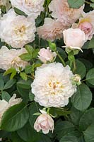 Rosa 'Emily Bronte' new variety introduced Chelsea Flower Show 2018 David Austin