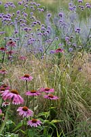 Echinachea purpurea, Anemanthele lessoniana Syn Stipa arundinacea and Verbena 
bonariensis. Wakelins Willow, Suffolk