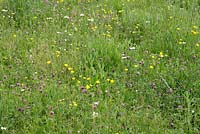 Buttercups, clover, Leucanthemum vulgare - ox eye daisy and grasses in a 
wildflower meadow. Wakelins Willow, Suffolk