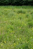 Buttercups, clover and grasses in wildflower meadow, Suffolk
