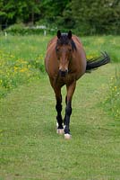 Retired horse in meadow, Suffolk