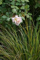 Anemanthele lessoniana Syn Stipa arundinacea with a Rosa - rose. Wakelins Willow, Suffolk