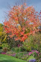 Acer rubrum - Red maple