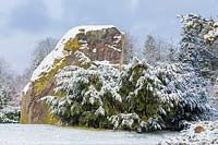 Natural rock with Taxus baccata covered in snow
