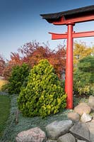 Conifer and red gate in Japanese garden