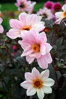 Dahlia 'Bishop of Leicester' Misc