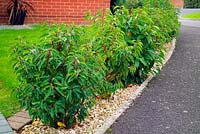 Prunus lusitanica AGM used as a newly establishing evergreen garden hedge