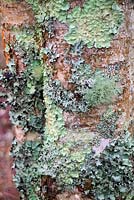 Betula - birch - species with Lichen on bark.