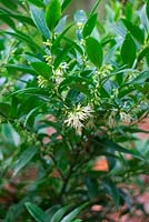 Sarcococca ruscifolia var. chinensis 'Dragon Gate' - fragrant sarcococca 