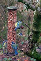 Birds on peanut feeder in late winter. 