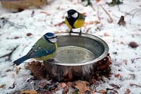 Cyanistes caeruleus and Parus major drinking dish of ice-free water in harsh weather. 