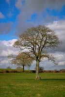 Quercus robur - Common Oak 