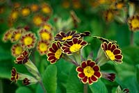 Primula Gold-Laced Group