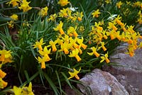 Narcissus 'Jetfire' - daffodil 