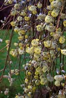 Salix caprea 'Kilmarnock' - Willow