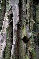 Pinus radiata -  Monterey pine 