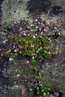 Cymbalaria muralis - ivy-leaved toadflax