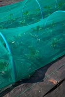 Plastic netting and ground cover mypex fabric used to protect brassicas on an allotment. 