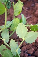 Sitona lineatus - pea leaf weevil damage to Pisum sativum  - pea plant. 