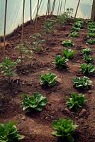 Lactuca sativa - lettuce - and Solanum lycopersicum - tomato - plants in a small polytunnel. 