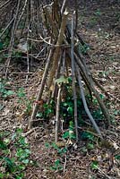 Wooden teepees protecting new growth on newly coppiced hazel - Corylus avellana. 