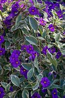 Lycianthes rantonnetii 'Variegata'  - blue potato bush