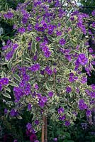 Lycianthes rantonnetii 'Variegata' - blue potato bush