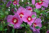Hibiscus syriacus 'Pink Flirt'