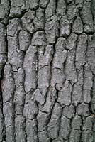 Quercus petraea -  Sessile Oak