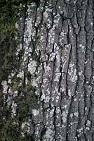Quercus petraea -  Sessile Oak