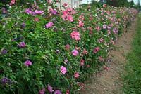 A hedge of Hibiscus syriacus cultivars - Brittany, France. 