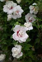 Hibiscus syriacus 'Summer Holiday'