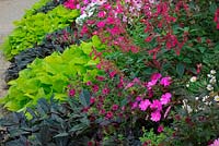 View across flowering summer border, including New Guinea Impatiens and Ornamental Sweet Potato vine Ipomoea Sweet Heart 'Light Green'. 