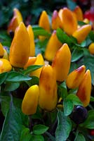 Capsicum 'Zamora Yellow' - Ornamental Pepper