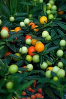 Solanum capsicastrum - false Jerusalem cherry