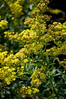 x Solidaster luteus 'Lemore' - Goldenrod 