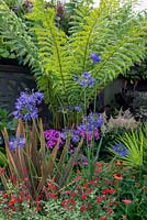 Mixed border with Dicksonia antarctica, Agapanthus 'Northern Star', Phormium 'Maori Queen' and Salvia 'Royal Bumble' - 'Jungle Fever', RHS Tatton Park Flower Show, 2018. 