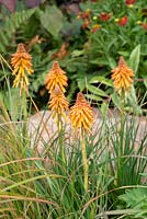 Kniphofia in exotic garden - 'Jungle Fever', RHS Tatton Park Flower Show, 2018.