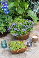 Ageratum houstonianum and Sempervivum in terracotta pots, - 'Jungle Fever', RHS Tatton Park Flower Show, 2018.