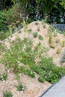 Gravel planting of Indigofera heterantha and Gaura lindheimeri  - 'The Oasis Garden', RHS Tatton Park Flower Show, 2018.