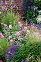 Rosa 'Skylark' in a border with Stipa tenuissima, Taxus baccata and Echinacea purpurea - A Place to Ponder, RHS Tatton Park Flower Show 2018