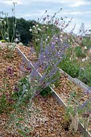 Gravel planting of Perovskia 'Blue Spire', Gaura lindheimeri and Origanum laevigatum - The Oasis Garden, RHS Tatton Park Flower Show 2018