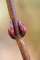 Hydrangea buds on a stem