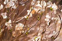 Hydrangea last season's dead flowers with the new year's fresh green buds