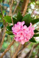 Rhododendron 'Alice'