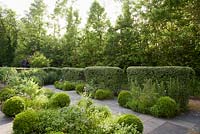Contemporary herb garden with stone paving, clipped box, catmint, chives, fennel, artichokes, clipped cotoneaster hedges - Barefoot Garden, Cornwall, UK