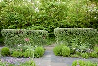 Contemporary herb garden with stone paving, clipped box, catmint, chives, fennel, artichokes, clipped cotoneaster hedges - Barefoot Garden, Cornwall, UK